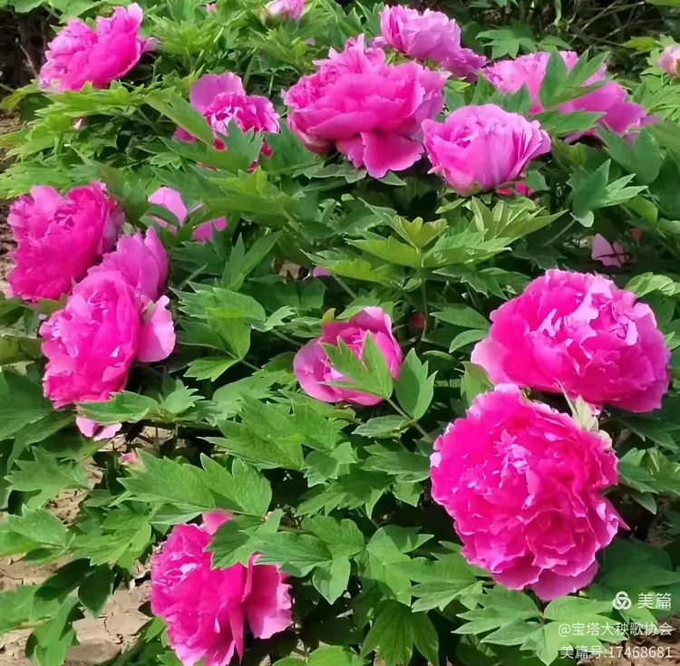 咏牡丹花开